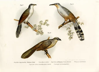 Jamaika-Echsenkuckuck, 1864